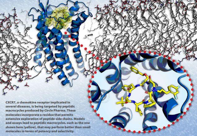 CXCR7受體，Circle公司大環(huán)肽化合物開發(fā)平臺(tái)的靶點(diǎn)之一
